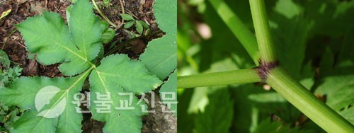 약초와 건강 / 당귀(當歸) ③