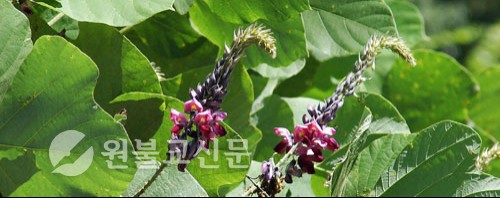 약초와 건강 / 갈근 ①