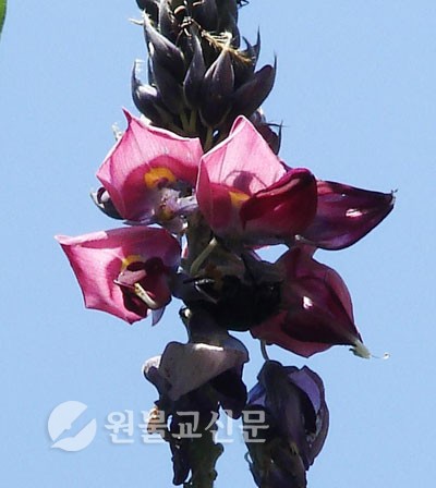 약초와 건강 / 갈근 ③