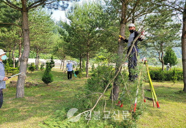 전북교구 청운회가 6월 11일 대산종사 탄생가 제초작업과 소나무 전지 등 봉사활동을 펼쳤다.