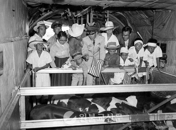 딘 헤스 대령 내한 젖소 공수(1959년) | 사진 출처=대통령 기록관